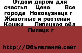 Отдам даром для счастья. › Цена ­ 1 - Все города, Новокузнецк г. Животные и растения » Кошки   . Липецкая обл.,Липецк г.